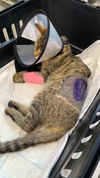 Подобрал кошку с раной на спине. Две операции и она снова носится как ракета. Думал подлечу и выпущу на улицу, но разве такую милоту выпустишь в этот жестокий мир?