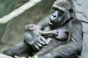 Женщина закатила истерику, узнав, что у неё будет девочка