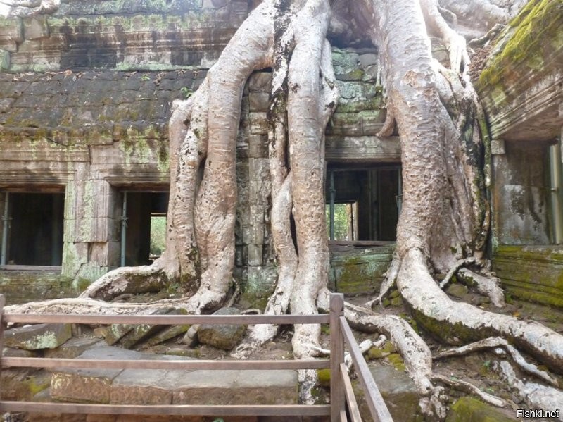 Сием Риеп, Камбоджа. Был там в отпуске. 
Кстати, там снимали фильм "Лара Крофт расхитительница гробниц" с Анджелиной Джоли.