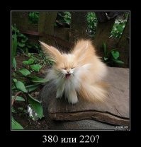 Демотиваторы: соблазн, электричество и котики