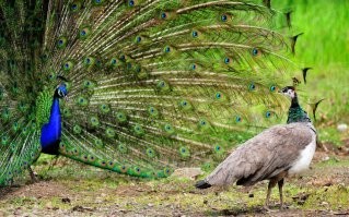 10 животных, у которых самцы и самки отличаются настолько, что с трудом верится в то, что они одного вида