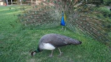 10 животных, у которых самцы и самки отличаются настолько, что с трудом верится в то, что они одного вида