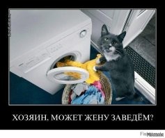 Домашний кот до чертиков напугал лисицу
