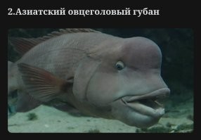 Это не наполеон вроде
