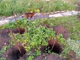 Для чего это было сделано? Стоят в бывшем огороде, хозяин давно умер. Хотел выдернуть трубы, но никак. Тогда раскопал почти на метр и результат тоже ноль. Пришлось обрезать. Ваши варианты? Заземление быть не должно, там никаких электрощитов и шкафчиков не было.