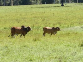 Австралия, 10 км от восточного шоссе.
