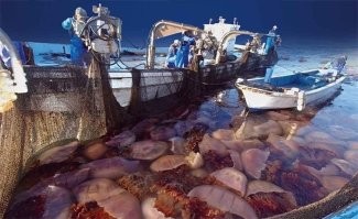 они их ловят, причем в огромных количествах