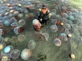 они их ловят, причем в огромных количествах