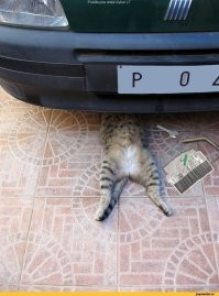 Был и бы у меня такие коты,я бы не женился.