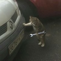 Был и бы у меня такие коты,я бы не женился.