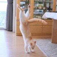 Кот с необычной кличкой, прославившийся как вдохновитель балерин
