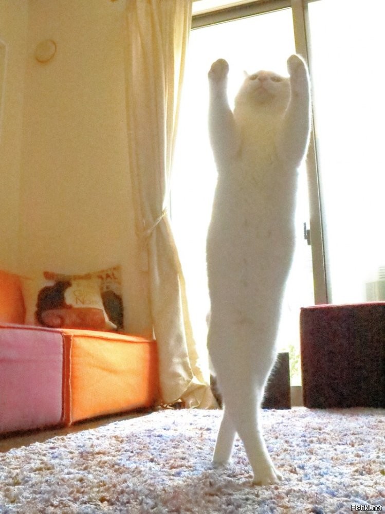 Кот с необычной кличкой, прославившийся как вдохновитель балерин