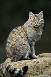 Предок? Ну-ну... У домашней кошки столько возможных предков, что замучаешься искать. Вот например европейский лесной кот. Что называется - найдите пять отличий.