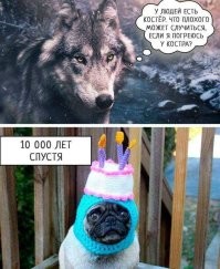 Кошкам сильно повезло...в отличии от собак.