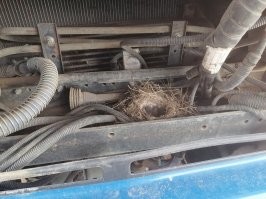 У нас на базе стоит КАМАЗ ,ждёт ремонта. Трясогузка свила гнездо под капотом. Её счастье если успеют встать на крыло до прибытия запчастей.