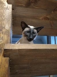 18 угарных котеек, которые требуют, чтобы их оставили в покое