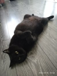 Моя пушистая))). Не ручная, но очень общительная.