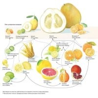 Про лимоны и прочее была интересная схемка. Многое я думал - вообще наоборот