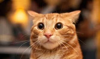 Страшное показываете?