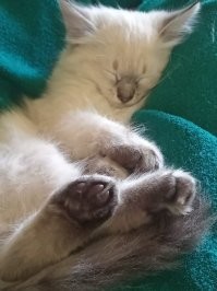 Мы решили завести котенка. Соседка принесла троих из одного помета на выбор. Первый черно-белый гладкошерстный, вторая смесь пепельного с рыжими пятнами, пушистая, а третья - светлая с темными лапами, ужами и мордой. Ее и взяли.  А интернет сказал, что это тайская кошка. Тайская подзаборная) Удивляет другое. Как в одном помете могут быть такие разные?