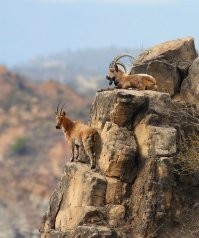 Любят повыше.