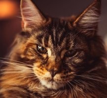 Эту породу ни с кем не спутаешь