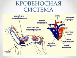 засадил, так засадил....если, попал в артерию - пиз*дец носорогу...