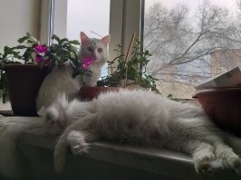 12 пар породистых кошек, которые люди постоянно путают друг с другом