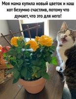 Сортир с ароматизатором....
