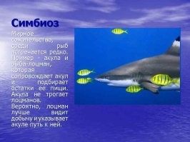 "Она его останки доедает". В Хургаде в результате нападения акулы погиб россиянин