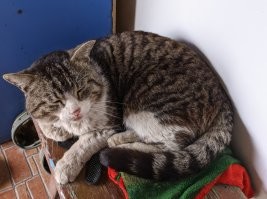 Беспородных иногда проще отличать...