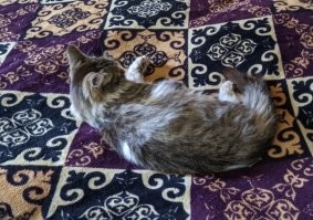 Беспородных иногда проще отличать...