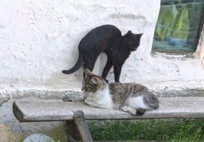Беспородных иногда проще отличать...