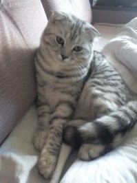 12 пар породистых кошек, которые люди постоянно путают друг с другом