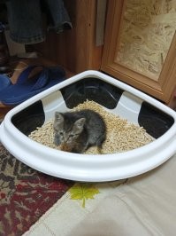 Вчера припёр поздно вечером. Месяц отроду. Сегодня чем только не пробовал кормить, ничего не ест (молоко, корм для котят, сыр, мясо) оказалось ему был нужен кусок замороженной мойвы