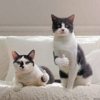 Котэээ)