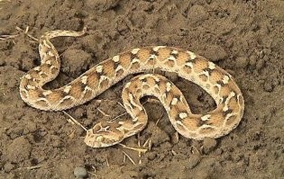 Эфу забыли.