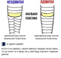 Интересно, правда или нет?