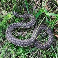 Вот красотка - недавняя встреча. Степная гадюка. Прекрасный представитель - взрослая самка.