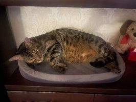 тю, а я думал у меня Бенгал) нет?