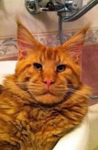 вообще то вот он))