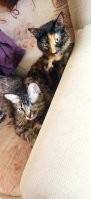 У меня тоже одноглазка живёт) 
вытащила из под колёс на дороге.