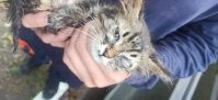 У меня тоже одноглазка живёт) 
вытащила из под колёс на дороге.