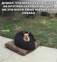 Это собака с противоугонкой....