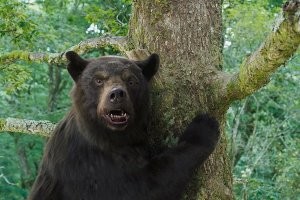 Лучше посмотрите свежий фильм "Кокаиновый медведь". Там медвед обожрался контрабандного кокса, и навёл суету в американской провинции.