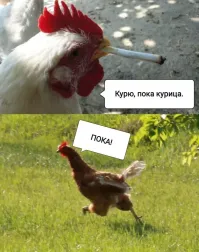 Фотоприколы и&nbsp;прикольные картинки