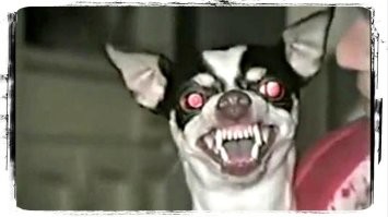 Злобный чихуахуа....проблема ребёнку  с пальцами гарантированна. Это реальная опасность, а мелкие в очереди стоят погладить маленькую собачку))))