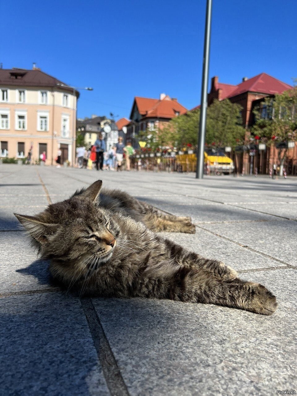 Зеленоград город кошек