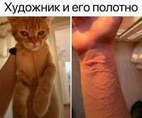 не суй руки! особенно если аллергия на кошачьи царапины