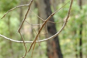 Вот палочник...